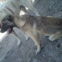 Kangal, Köpek  Arap fotoğrafı