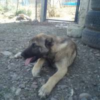 Kangal, Köpek  Arap fotoğrafı