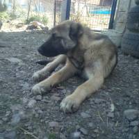 Kangal, Köpek  Arap fotoğrafı
