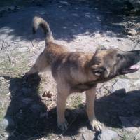 Kangal, Köpek  Arap fotoğrafı