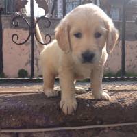 Golden Retriever, Köpek  Ceviz fotoğrafı