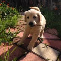 Golden Retriever, Köpek  Ceviz fotoğrafı