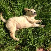 Golden Retriever, Köpek  Ceviz fotoğrafı