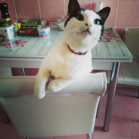 Tuxedo (Smokin) Kedi, Kedi  Ada fotoğrafı