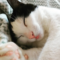 Tuxedo (Smokin) Kedi, Kedi  Ada fotoğrafı