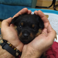 Rottweiler, Köpek  Pascal fotoğrafı