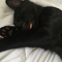 Bombay, Kedi  WEBO fotoğrafı