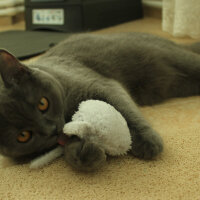 British Shorthair, Kedi  Çilek fotoğrafı