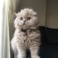 Scottish Fold, Kedi  Ponçik fotoğrafı