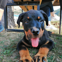 Rottweiler, Köpek  Ares fotoğrafı