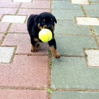 Rottweiler, Köpek  Ares fotoğrafı
