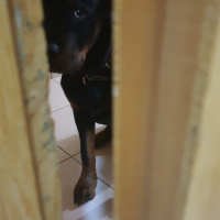 Rottweiler, Köpek  Ares fotoğrafı