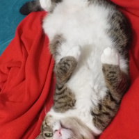 Tekir Kedi, Kedi  Şira fotoğrafı