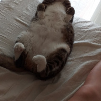 Tekir Kedi, Kedi  Şira fotoğrafı