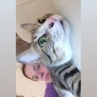 Tekir Kedi, Kedi  Şira fotoğrafı