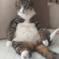 Tekir Kedi, Kedi  Şira fotoğrafı