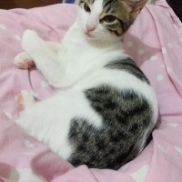 Tekir Kedi, Kedi  Luna fotoğrafı