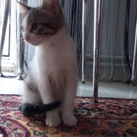 Tekir Kedi, Kedi  Luna fotoğrafı