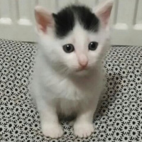 Tekir Kedi, Kedi  AmonRa fotoğrafı