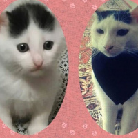 Tekir Kedi, Kedi  AmonRa fotoğrafı