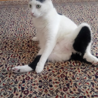 Tekir Kedi, Kedi  AmonRa fotoğrafı