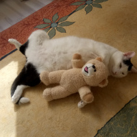 Tekir Kedi, Kedi  AmonRa fotoğrafı