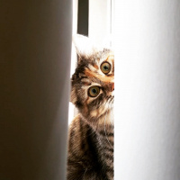 Tekir Kedi, Kedi  Ponyo fotoğrafı