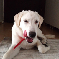 Golden Retriever, Köpek  Köpük fotoğrafı