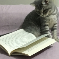 British Shorthair, Kedi  Hipokrat fotoğrafı