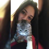Scottish Fold, Kedi  Hera fotoğrafı