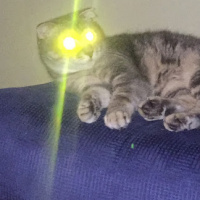 Scottish Fold, Kedi  Can fotoğrafı