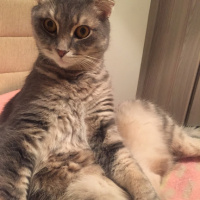Scottish Fold, Kedi  Can fotoğrafı