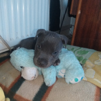 Amerikan Pitbull Terrier, Köpek  Pablo fotoğrafı