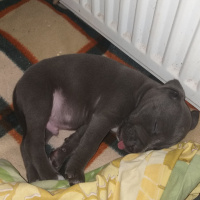 Amerikan Pitbull Terrier, Köpek  Pablo fotoğrafı