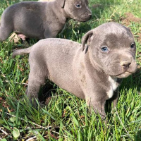 Amerikan Pitbull Terrier, Köpek  Pablo fotoğrafı