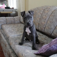 Amerikan Pitbull Terrier, Köpek  Pablo fotoğrafı