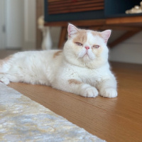 Exotic Shorthair, Kedi  pasha fotoğrafı