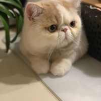 Exotic Shorthair, Kedi  pasha fotoğrafı