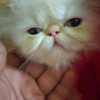 İran Kedisi (Persian), Kedi  Pudra fotoğrafı