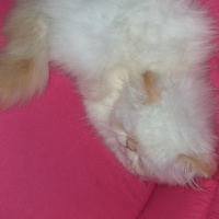 İran Kedisi (Persian), Kedi  Pudra fotoğrafı