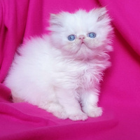 İran Kedisi (Persian), Kedi  Pudra fotoğrafı