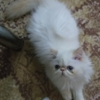 İran Kedisi (Persian), Kedi  Pudra fotoğrafı