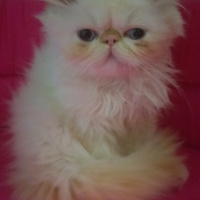 İran Kedisi (Persian), Kedi  Pudra fotoğrafı