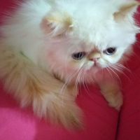 İran Kedisi (Persian), Kedi  Pudra fotoğrafı