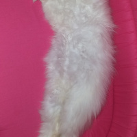 İran Kedisi (Persian), Kedi  Pudra fotoğrafı
