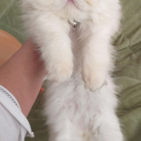 İran Kedisi (Persian), Kedi  Pudra fotoğrafı