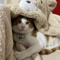 Sarman, Kedi  Leo fotoğrafı