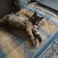 Tekir Kedi, Kedi  Karışık fotoğrafı