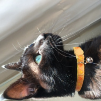 Bombay, Kedi  Badem fotoğrafı