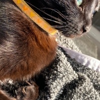 Bombay, Kedi  Badem fotoğrafı